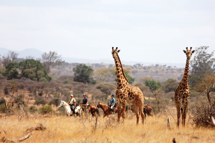 Meru-Kilimanjaro Grosswildsafari