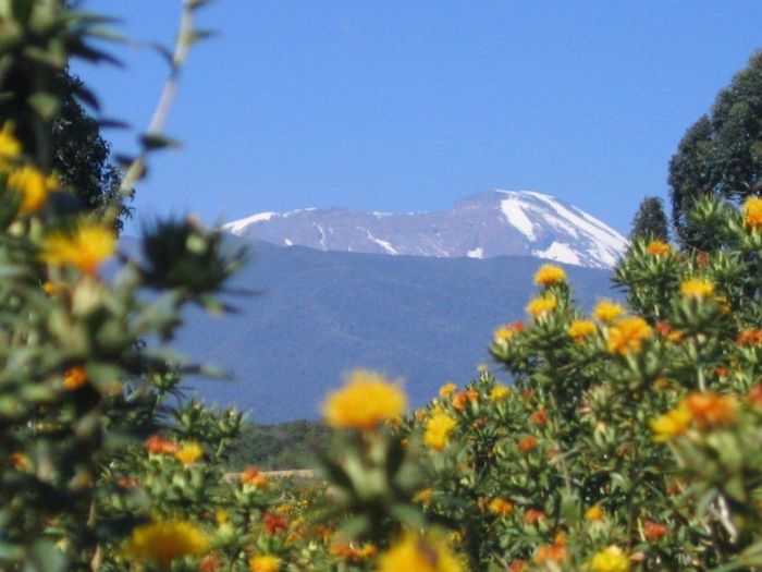 Meru-Kilimanjaro Grosswildsafari