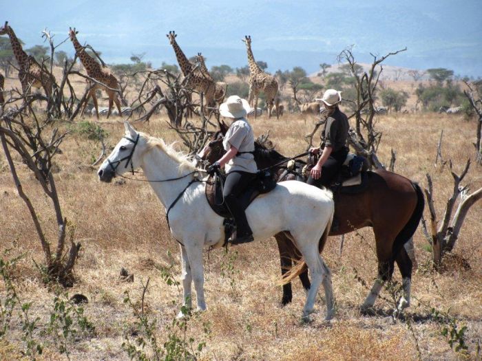 Meru-Kilimanjaro Grosswildsafari