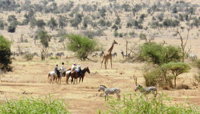 Meru-Kilimanjaro Grosswildsafari