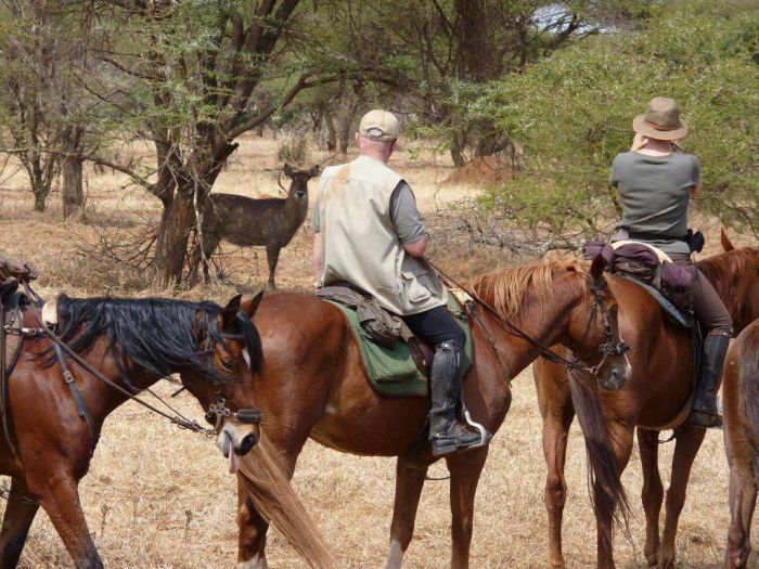 Meru-Kilimanjaro Grosswildsafari