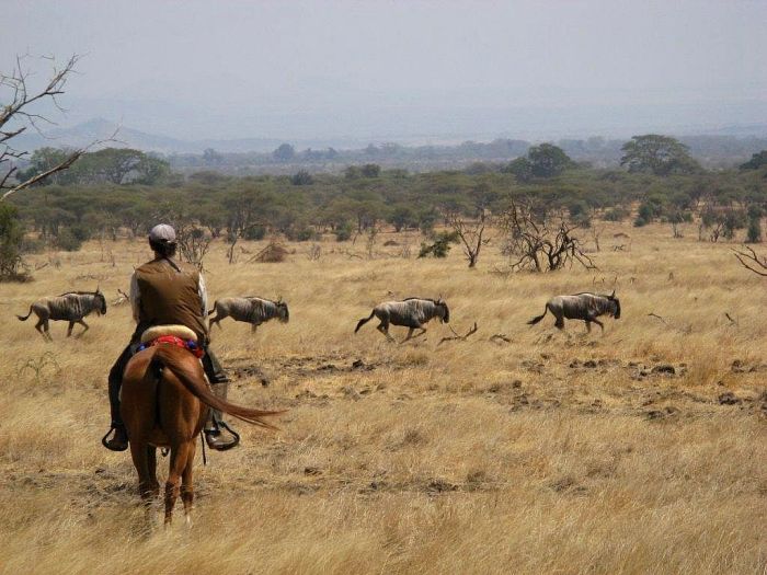 Meru-Kilimanjaro Grosswildsafari