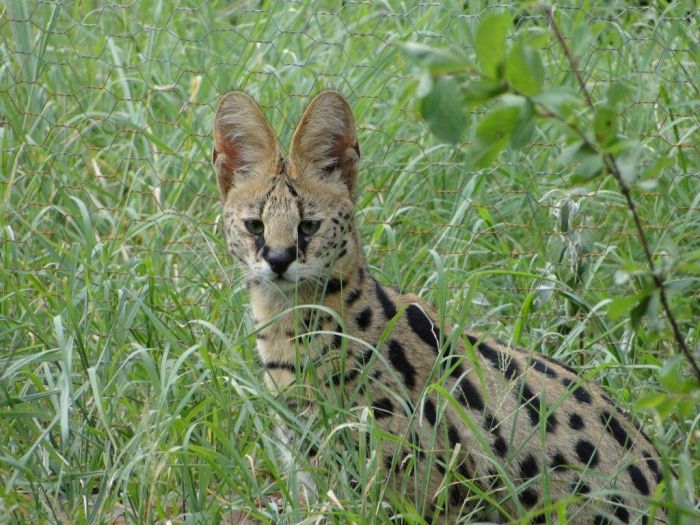 Meru-Kilimanjaro Grosswildsafari