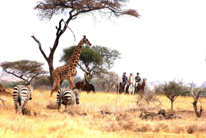 Meru-Kilimanjaro Grosswildsafari