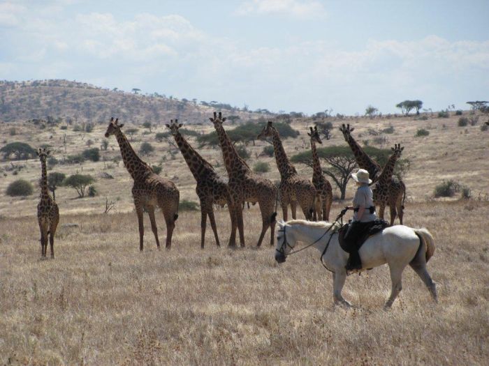 Meru-Kilimanjaro Grosswildsafari