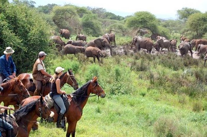 Meru-Kilimanjaro Grosswildsafari