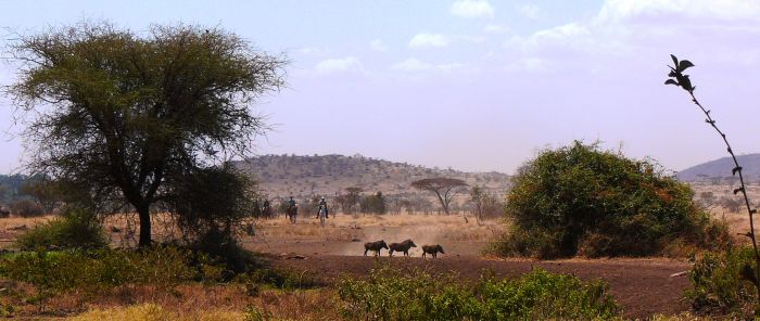 Meru-Kilimanjaro Grosswildsafari