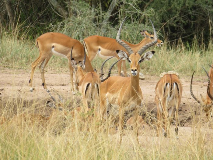 Komfortlodge beim Lake Mburo Nationalpark