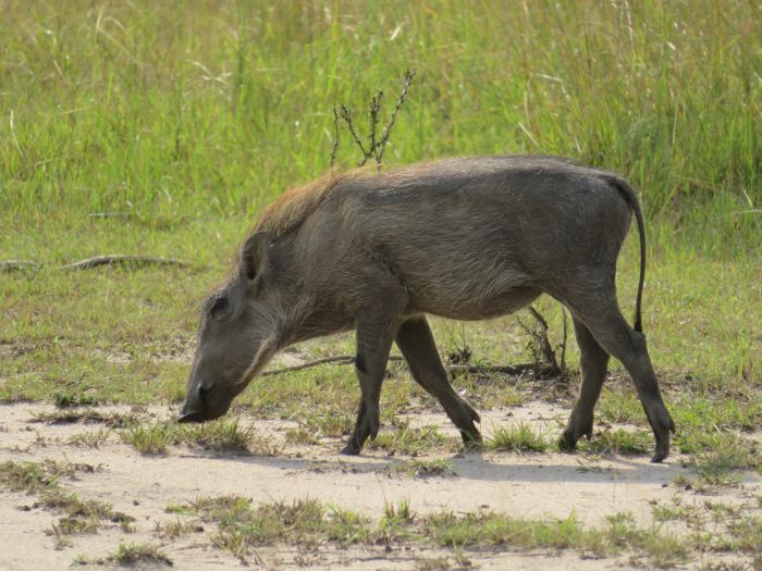 Komfortlodge beim Lake Mburo Nationalpark