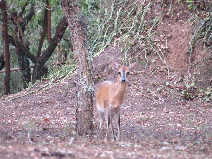 Komfortlodge beim Lake Mburo Nationalpark