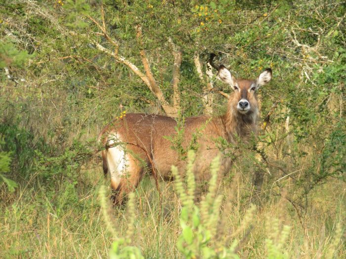 Komfortlodge beim Lake Mburo Nationalpark