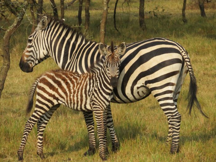 Komfortlodge beim Lake Mburo Nationalpark