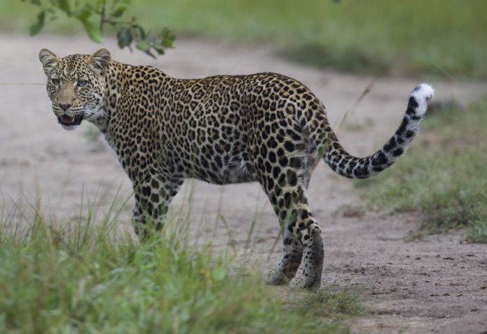 Komfortlodge beim Lake Mburo Nationalpark