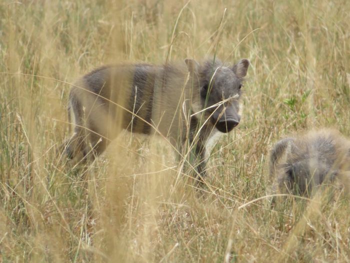 Komfortlodge beim Lake Mburo Nationalpark