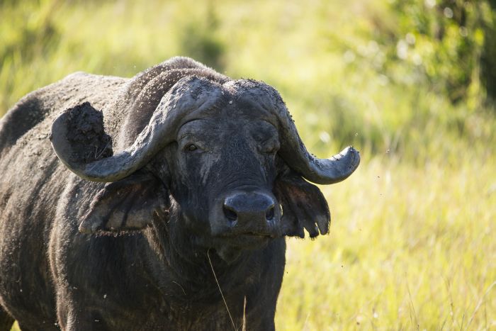 Komfortlodge beim Lake Mburo Nationalpark