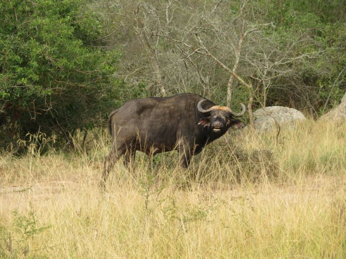 Komfortlodge beim Lake Mburo Nationalpark