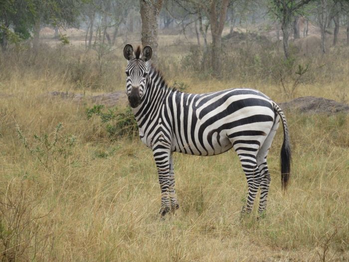 Komfortlodge beim Lake Mburo Nationalpark