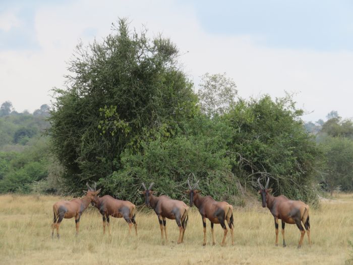 Komfortlodge beim Lake Mburo Nationalpark