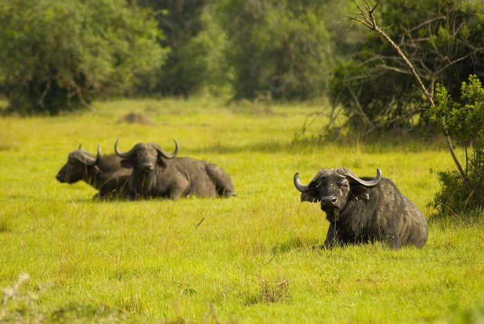 Komfortlodge beim Lake Mburo Nationalpark