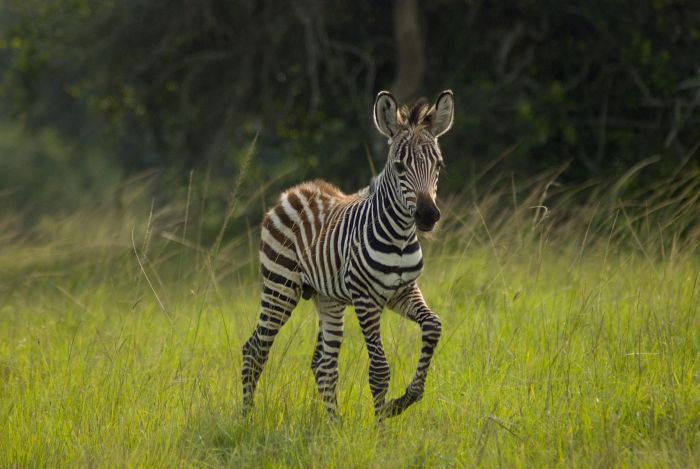 Komfortlodge beim Lake Mburo Nationalpark