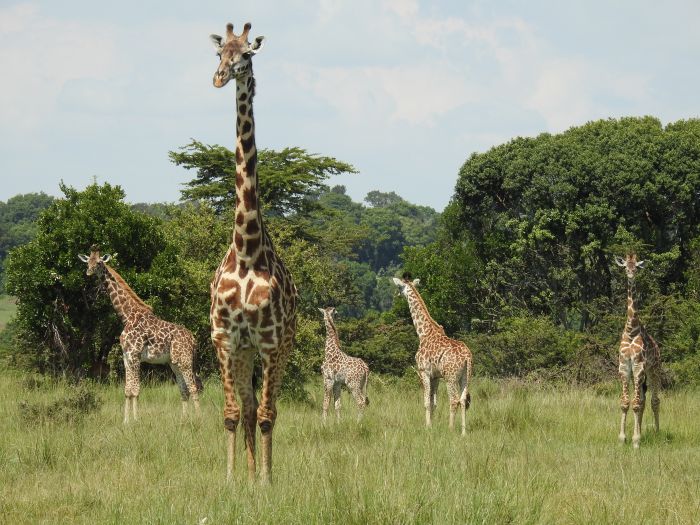 Masai Mara Reitsafari