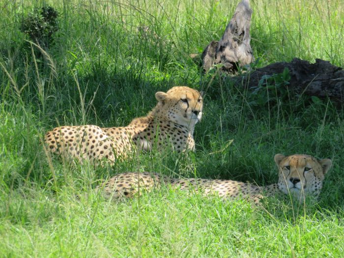 Masai Mara Reitsafari