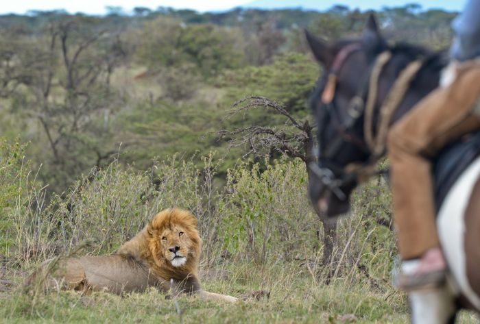 Masai Mara Reitsafari