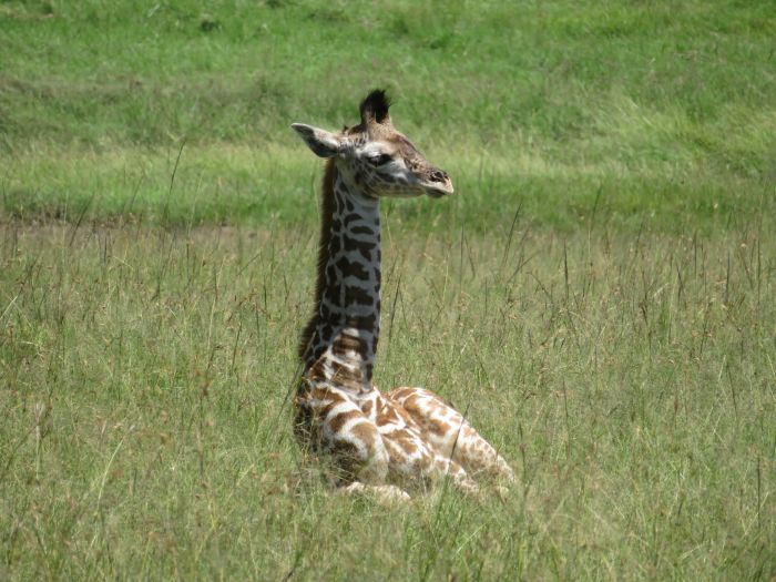 Masai Mara Reitsafari