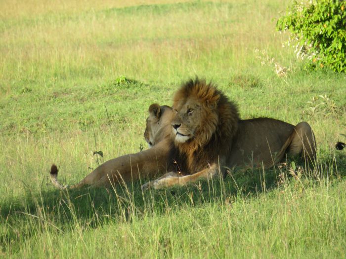 Masai Mara Reitsafari