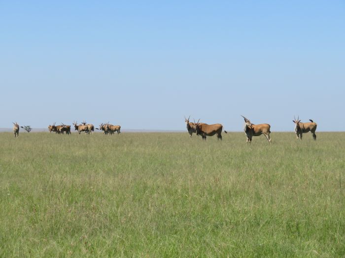 Masai Mara Reitsafari