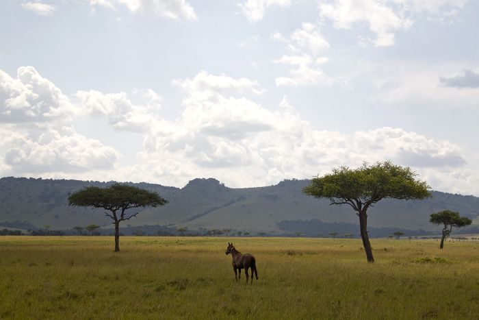 Masai Mara Reitsafari