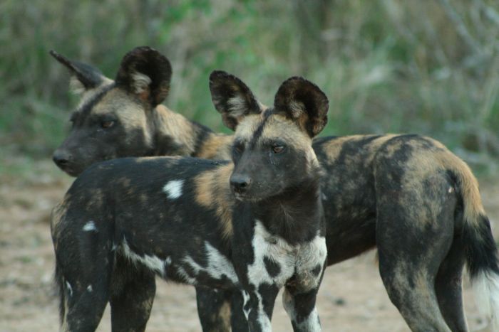 Laikipia Sosian Safari Lodge