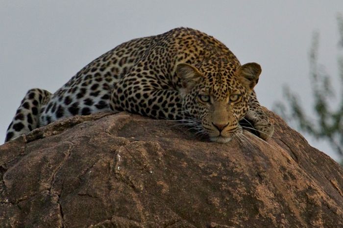 Laikipia Sosian Safari Lodge