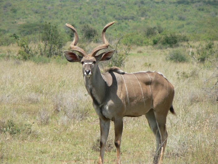 Laikipia Sosian Safari Lodge