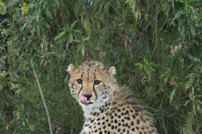 Laikipia Sosian Safari Lodge