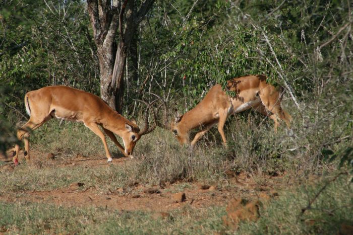 Laikipia Sosian Safari Lodge