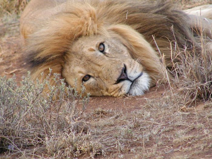 Laikipia Sosian Safari Lodge