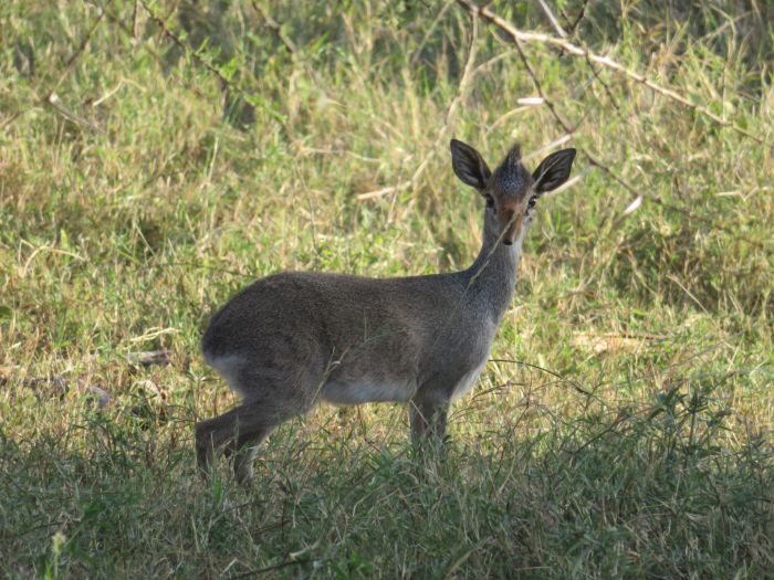 Laikipia Sosian Safari Lodge