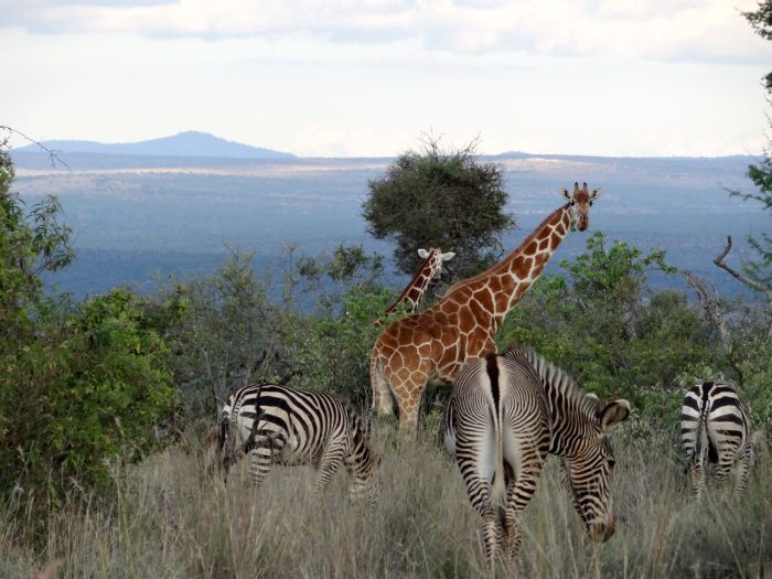 Laikipia Sosian Safari Lodge