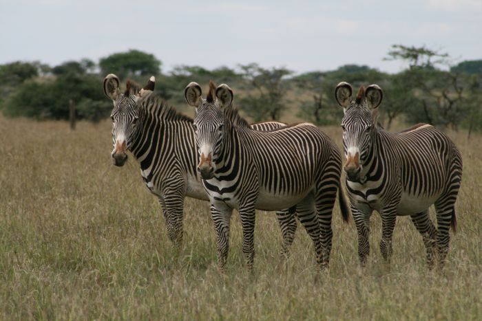 Laikipia Sosian Safari Lodge