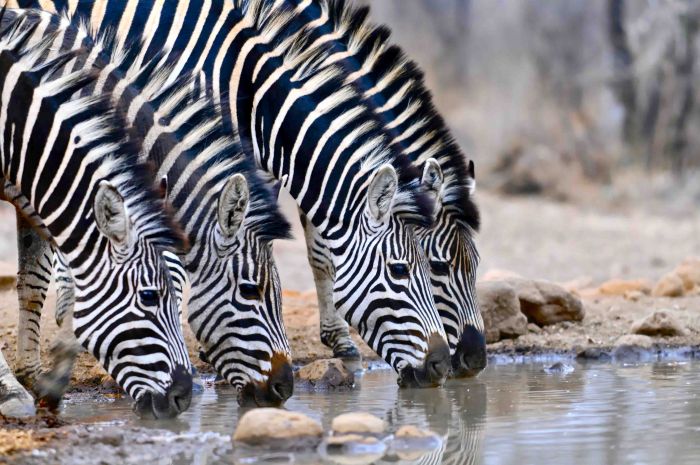 Simbabwe Reitsafaris