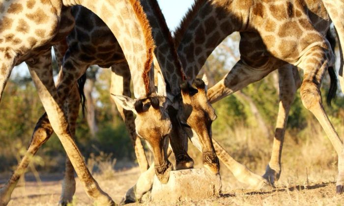 Simbabwe Reitsafaris