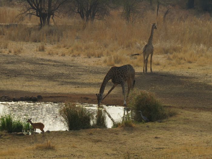 Simbabwe Reitsafaris