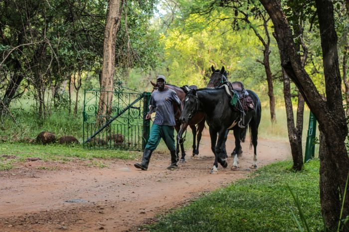 Simbabwe Reitsafaris