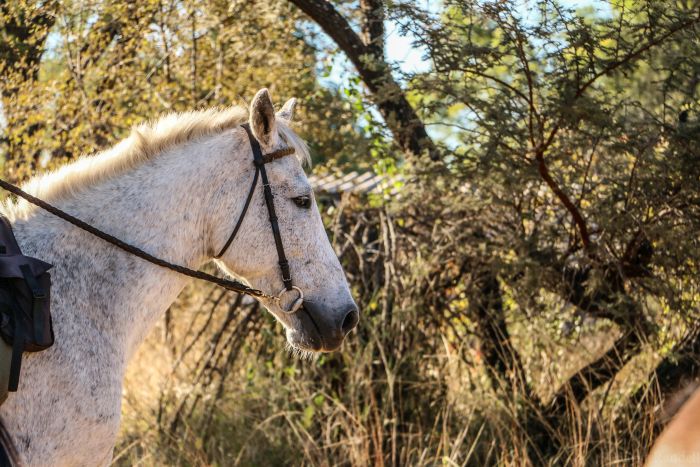 Simbabwe Reitsafaris