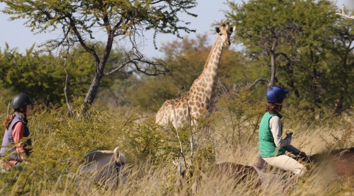 Simbabwe Reitsafaris