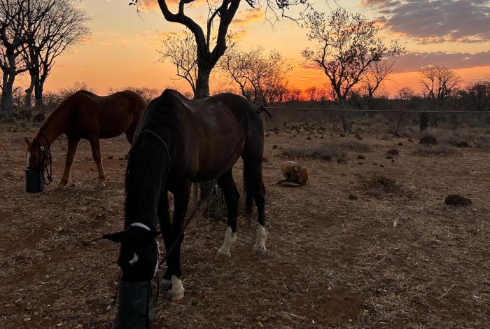 Simbabwe Reitsafaris