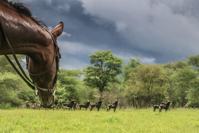 Simbabwe Reitsafaris