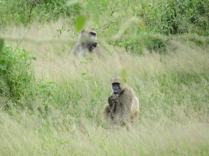 Sambesi Grosswild-Safari