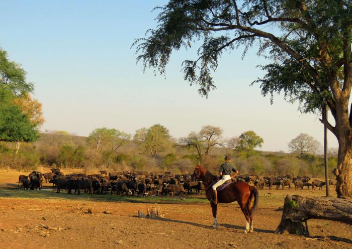 Sambesi Grosswild-Safari